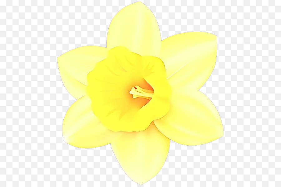 Narciso giallo - 
