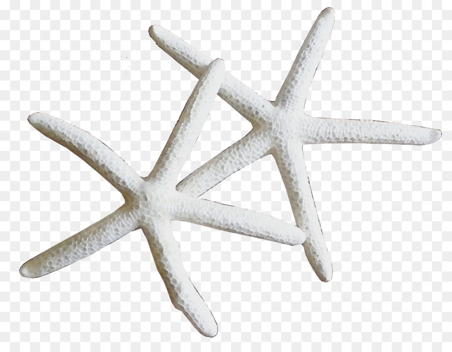 Thiết kế động vật biển Starfish Adobe Photoshop - 