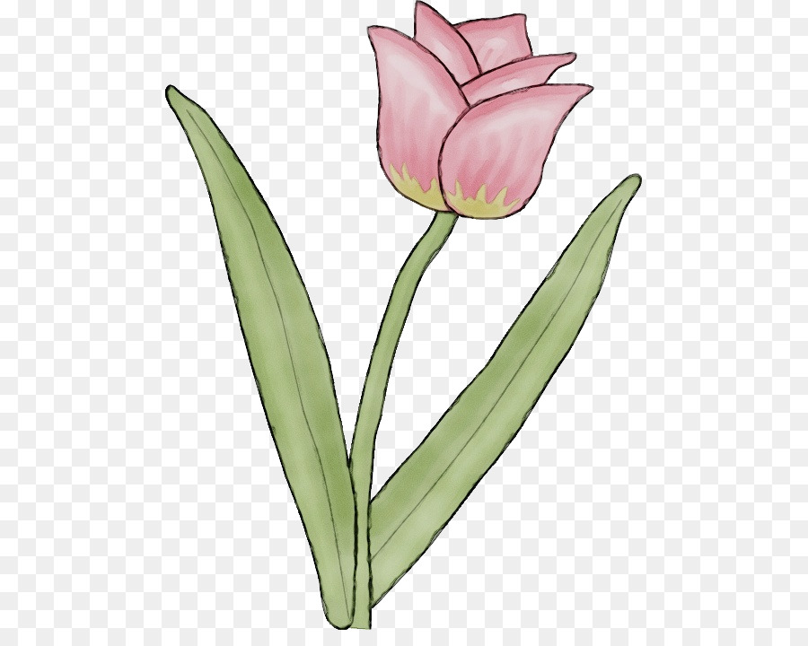 Cắt hoa Tulip gốc Thực vật Cánh hoa Lá - 