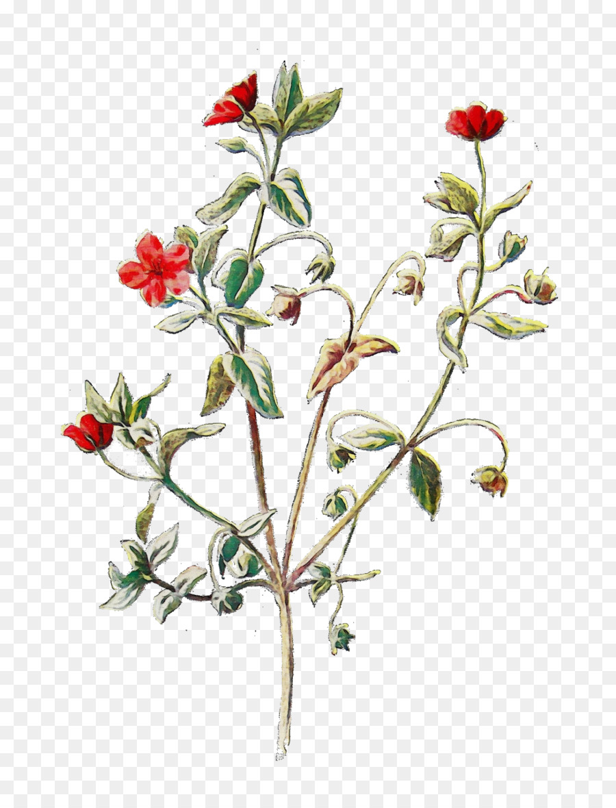 Scarlet Pimpernel Zeichnung Design Wildflower Curtis Botanical Magazine - 