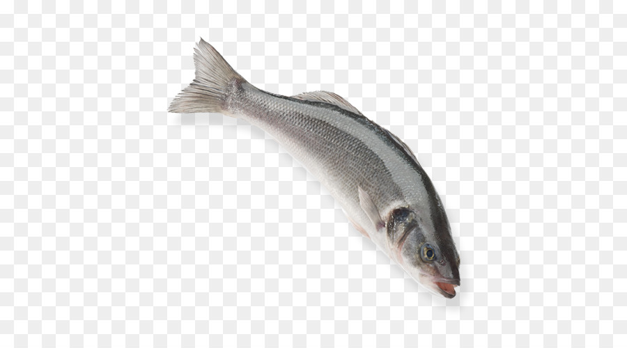 European bass Capelin Turkey Aquaculture Fish
