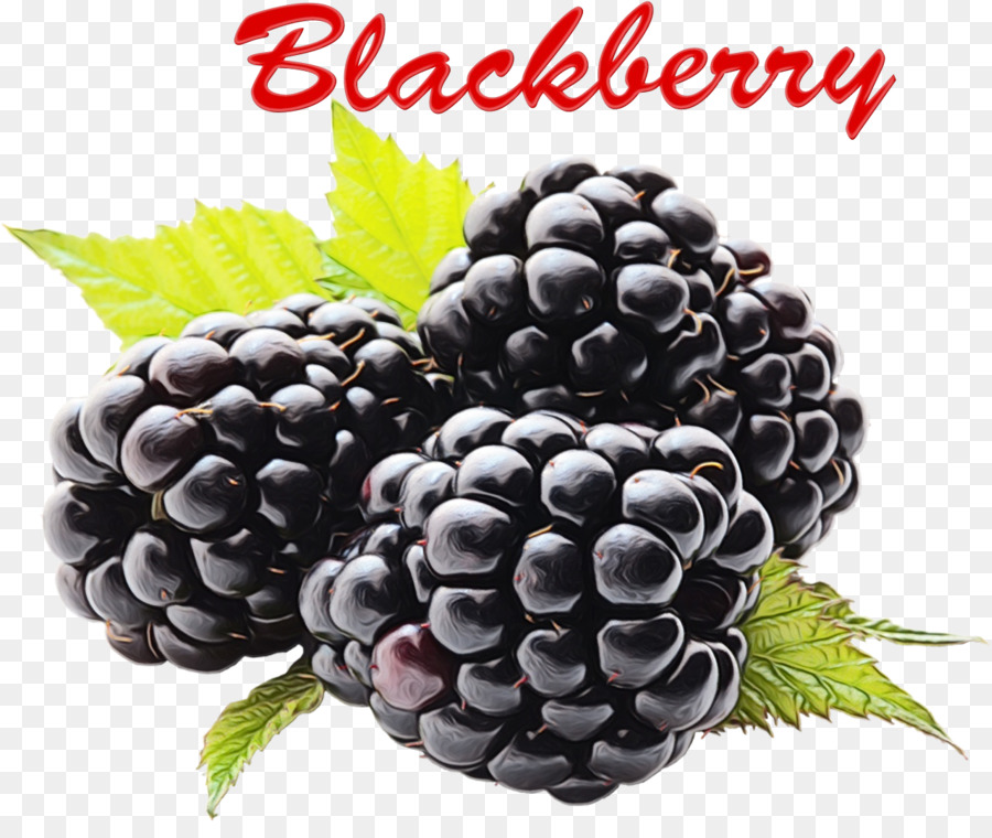 Blackberry Raspberry Berries Fruit Transparency