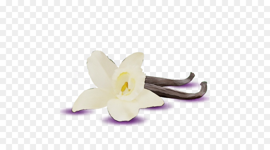 weiße Blütenblatt Blume violette Pflanze - 
