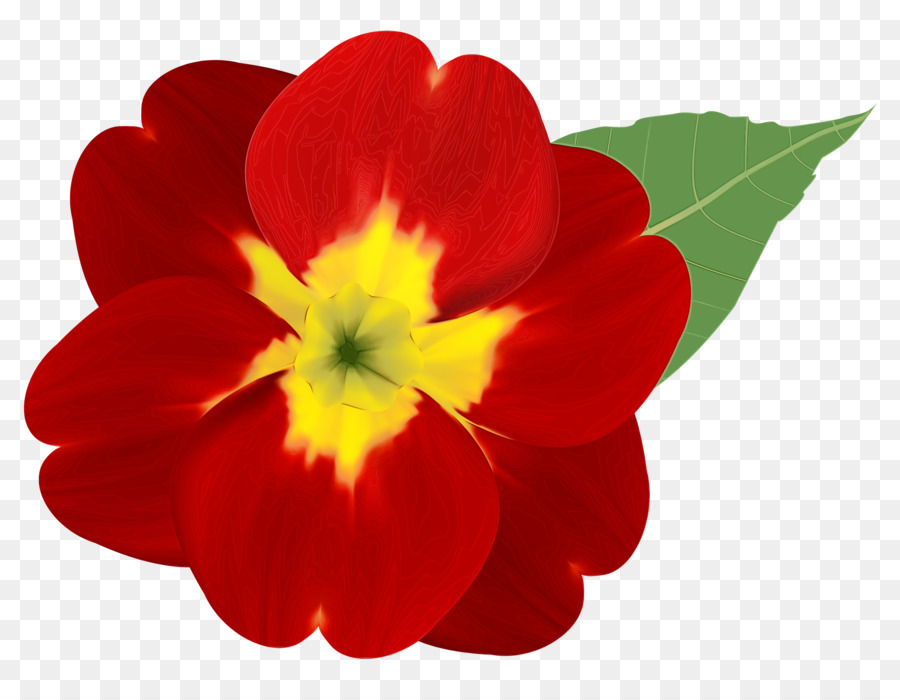 pianta da fiore della pianta rossa del petalo del fiore - 
