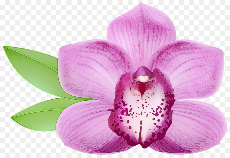 Blütenblatt der blühenden Pflanze blühen rosa Purpur - 