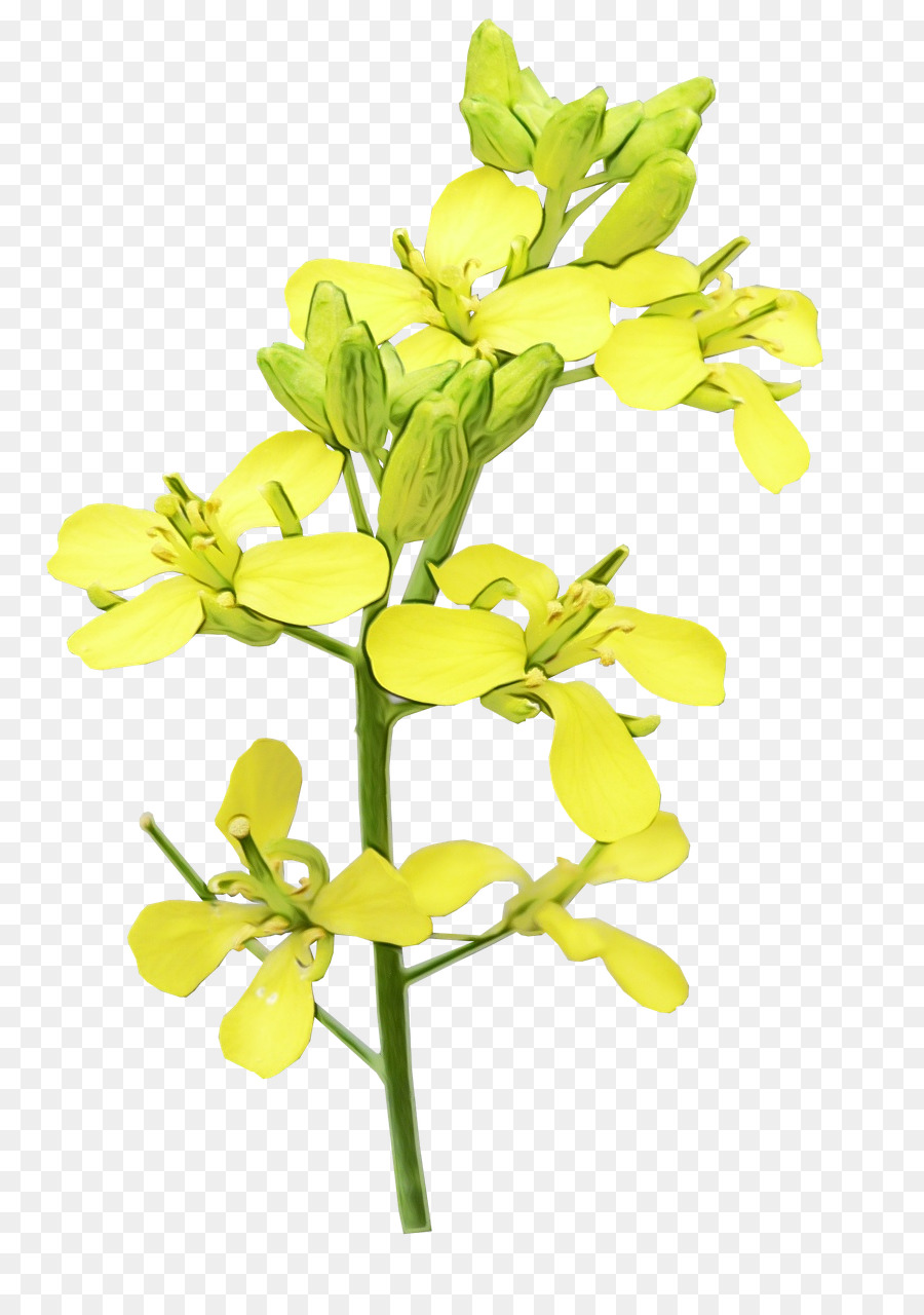 flower plant flowering plant yellow branch