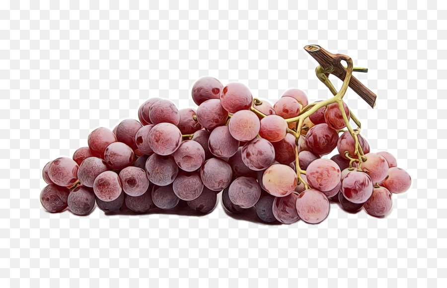 grape grapevine family fruit vitis seedless fruit