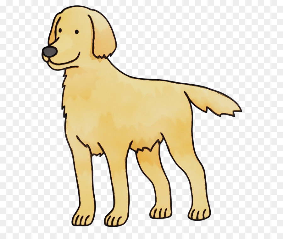 cane di razza cane golden retriever retriever giallo - 