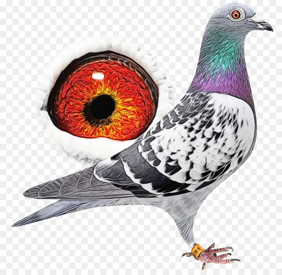 bird rock dove pigeons and doves beak