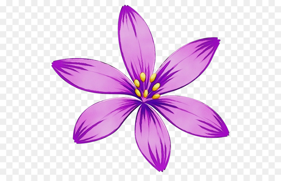 petal violet purple flower plant