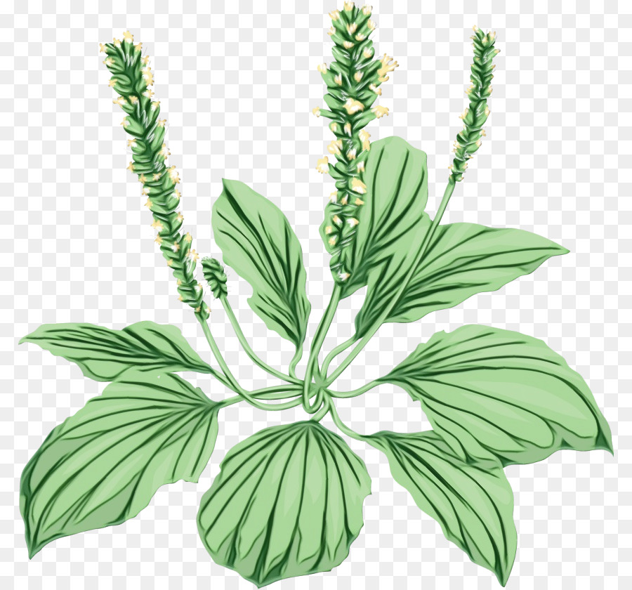 plant flower leaf flowering plant herb
