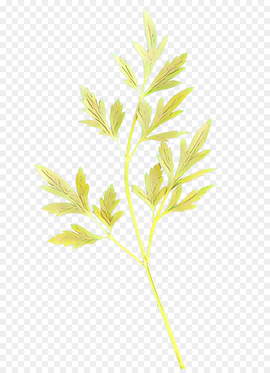 Blatt Pflanze Baum Blume Gras - 