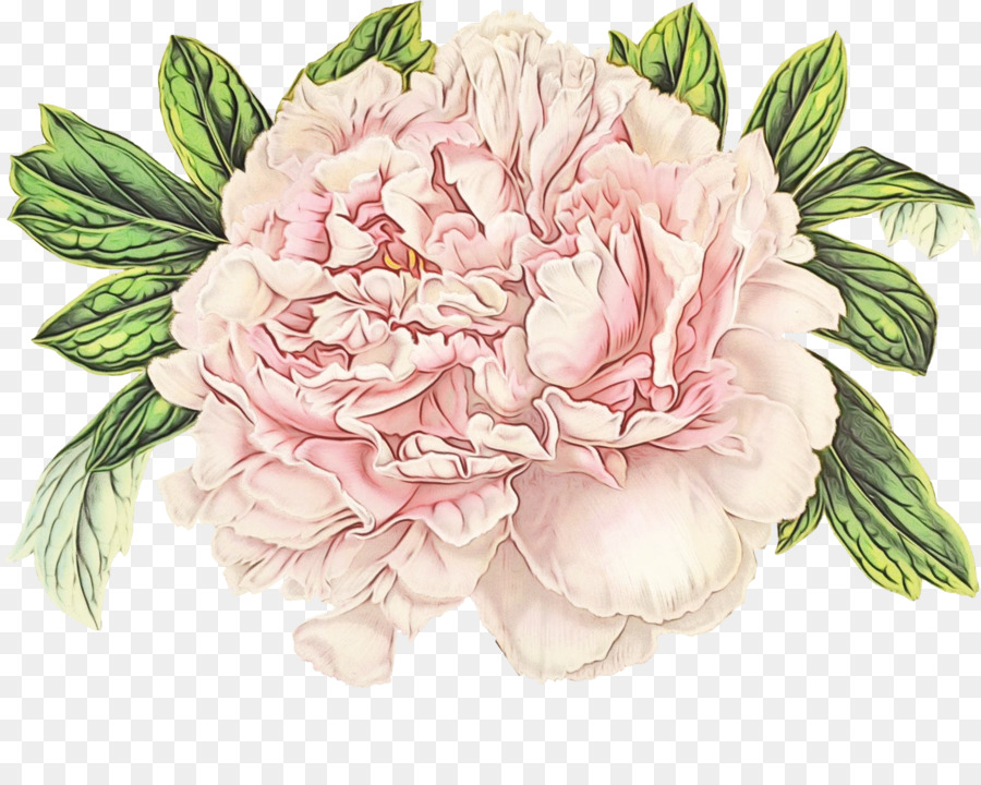 pianta di fioritura fiore rosa comune peonia pianta - 