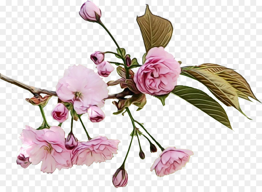 cây hoa cắt cành hoa màu hồng - 