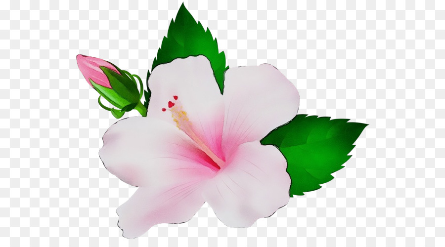 pianta fiorita fiore petalo ibisco rosa - 