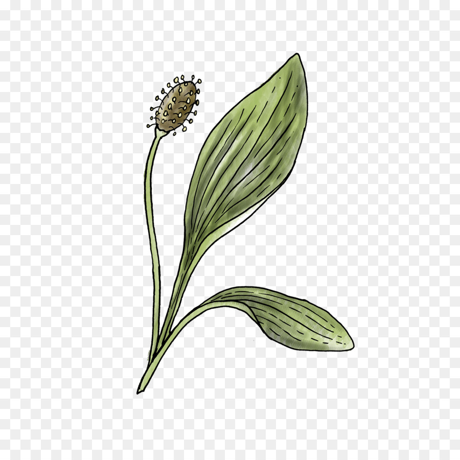 Blume blühende Pflanze Spitzwegerich Pflanze Blatt - Plantago