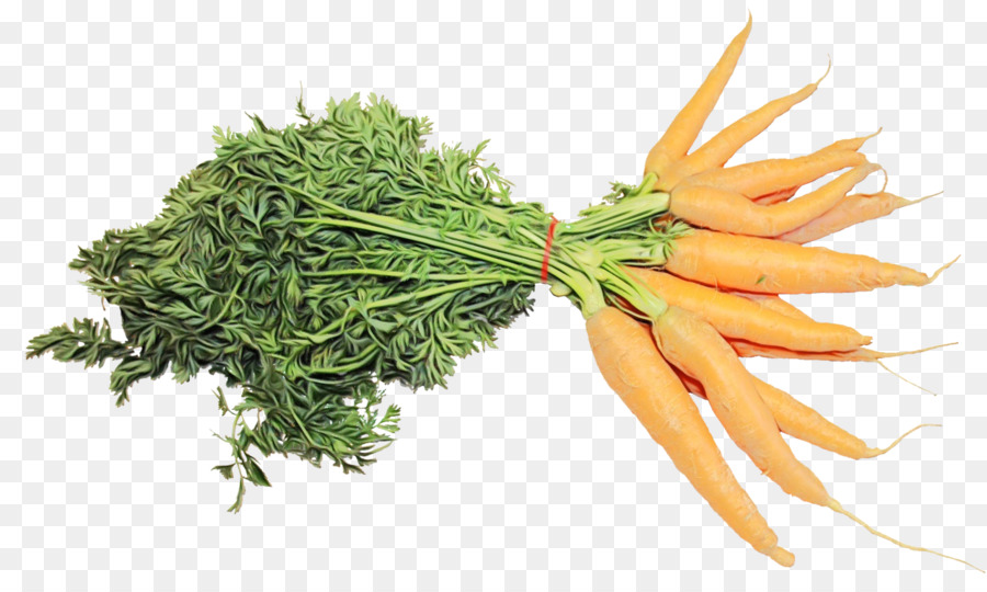 carrot plant vegetable food ingredient