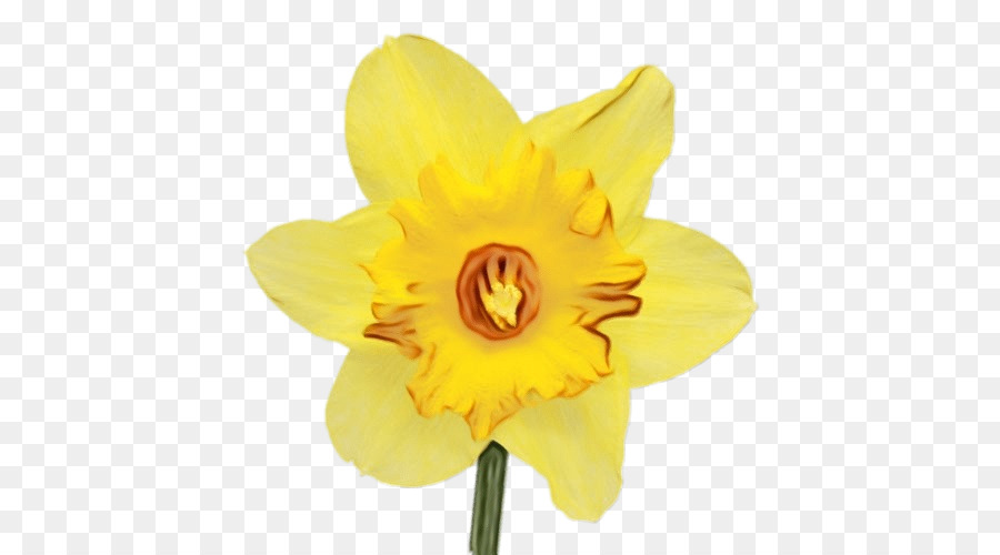 petalo di narciso giallo della pianta di fioritura del fiore - 