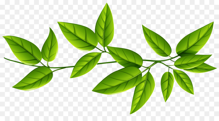 Blatt Pflanze Blume grünen Baum - 