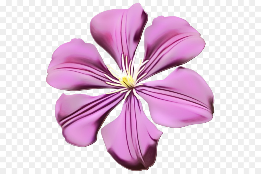 cánh hoa màu tím hồng tím - 