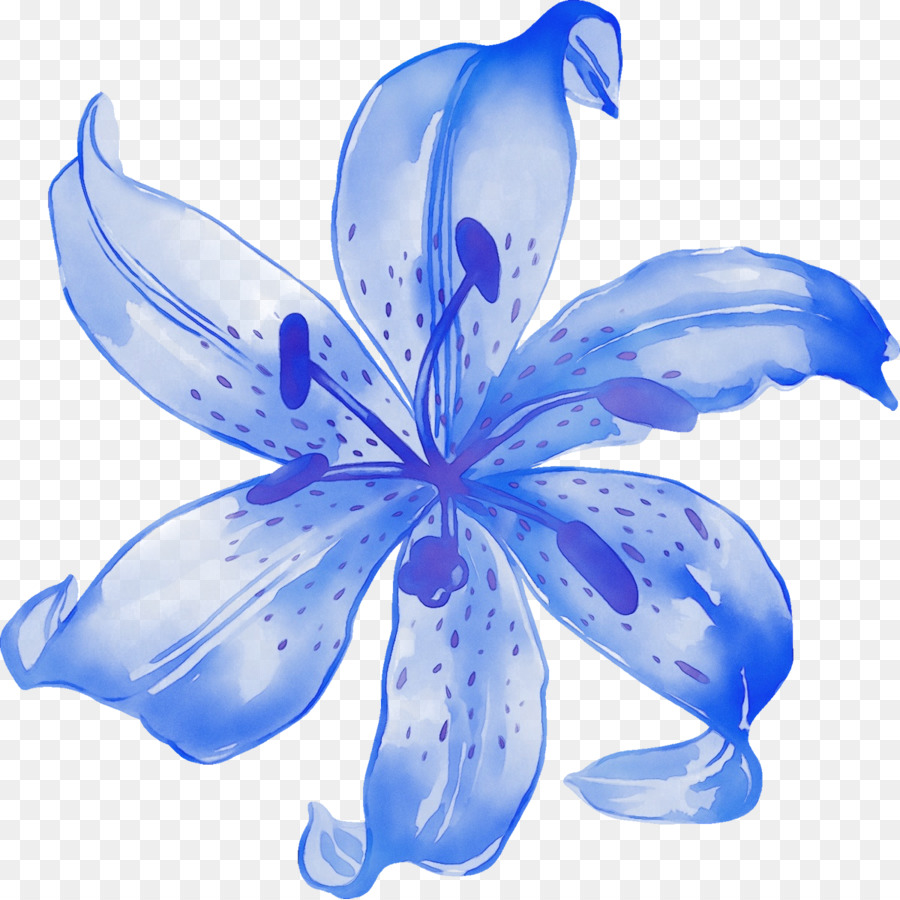 cánh hoa màu xanh hoa lily - 