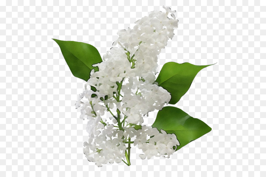 hoa trắng cây hoa lá - 