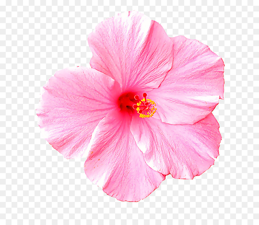 petal pink flower hibiscus hawaiian hibiscus