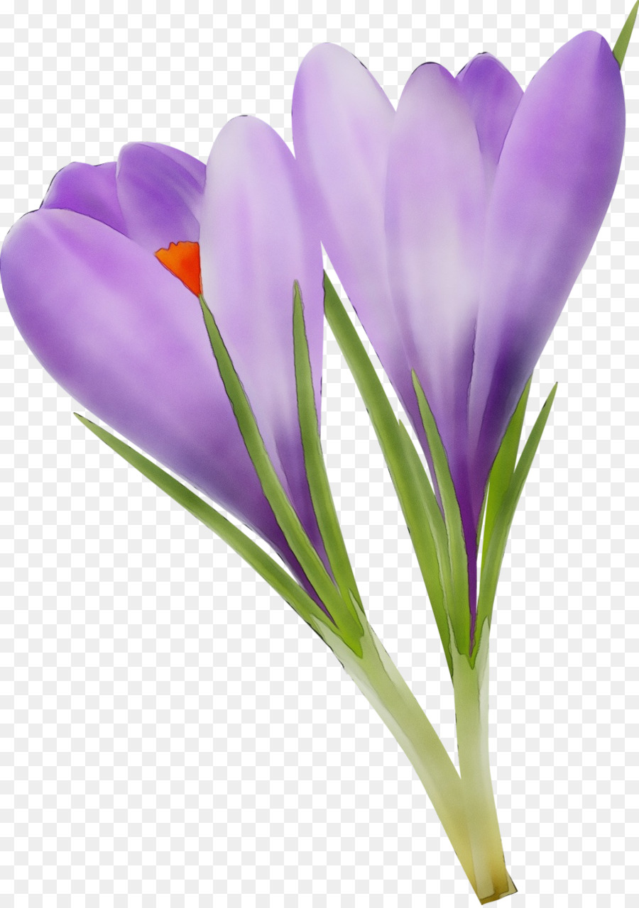 thực vật có hoa cretan crocus crocus tommie crocus - 