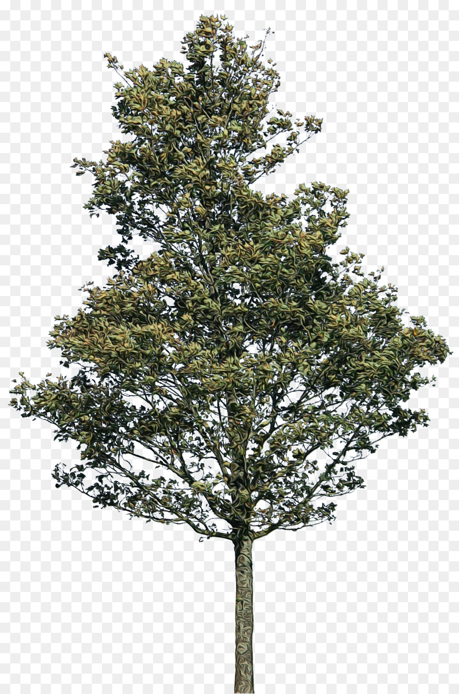 albero abete giallo pino bianco pianta pianta legnosa - 