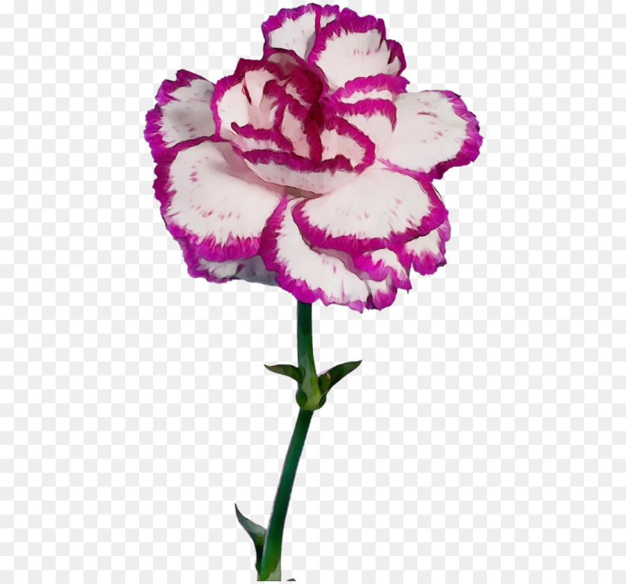 pianta fiorita fiore rosa viola viola - 