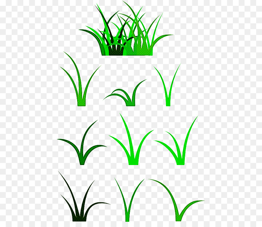 Grüne Grasblatt Pflanze Grasfamilie - 