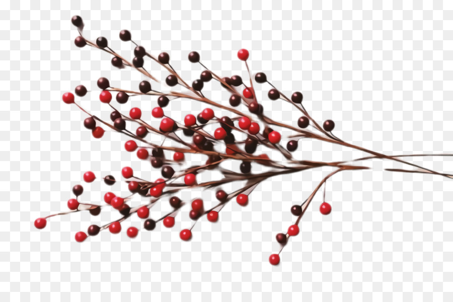 Pink Peppercorn Plant Tree Ilex verticillata Chi nhánh Winterberry Mỹ - 