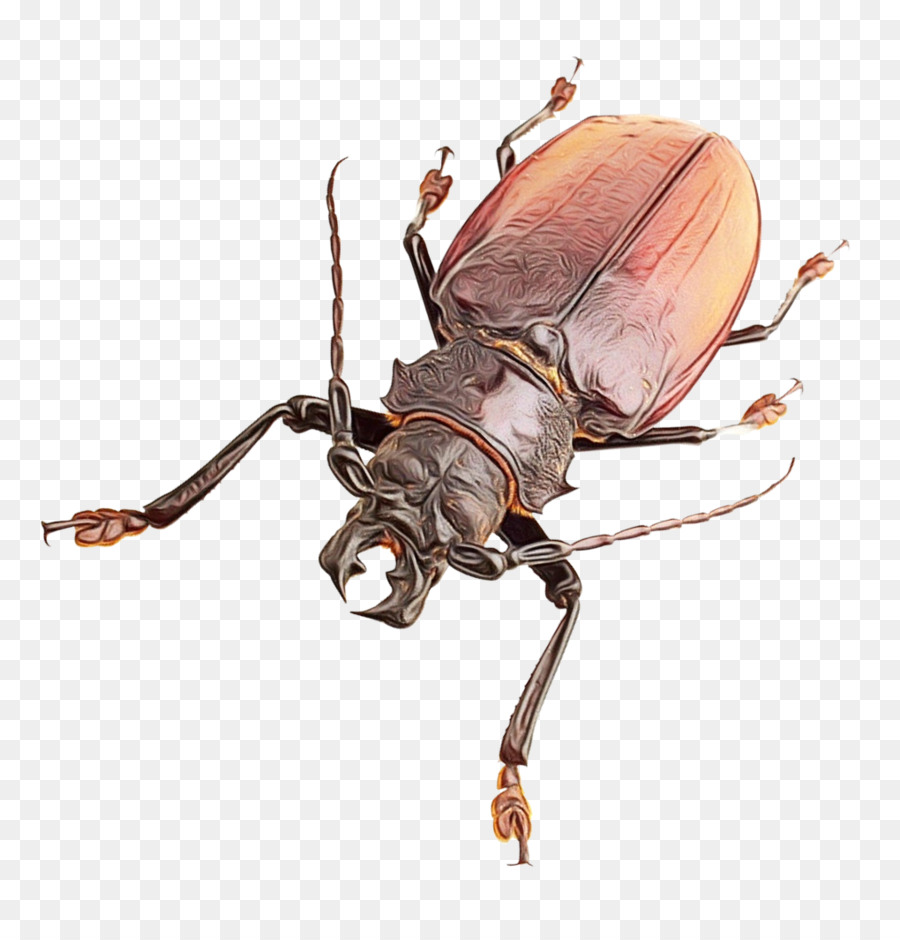 Scarabei con scarabeo di insetti - 