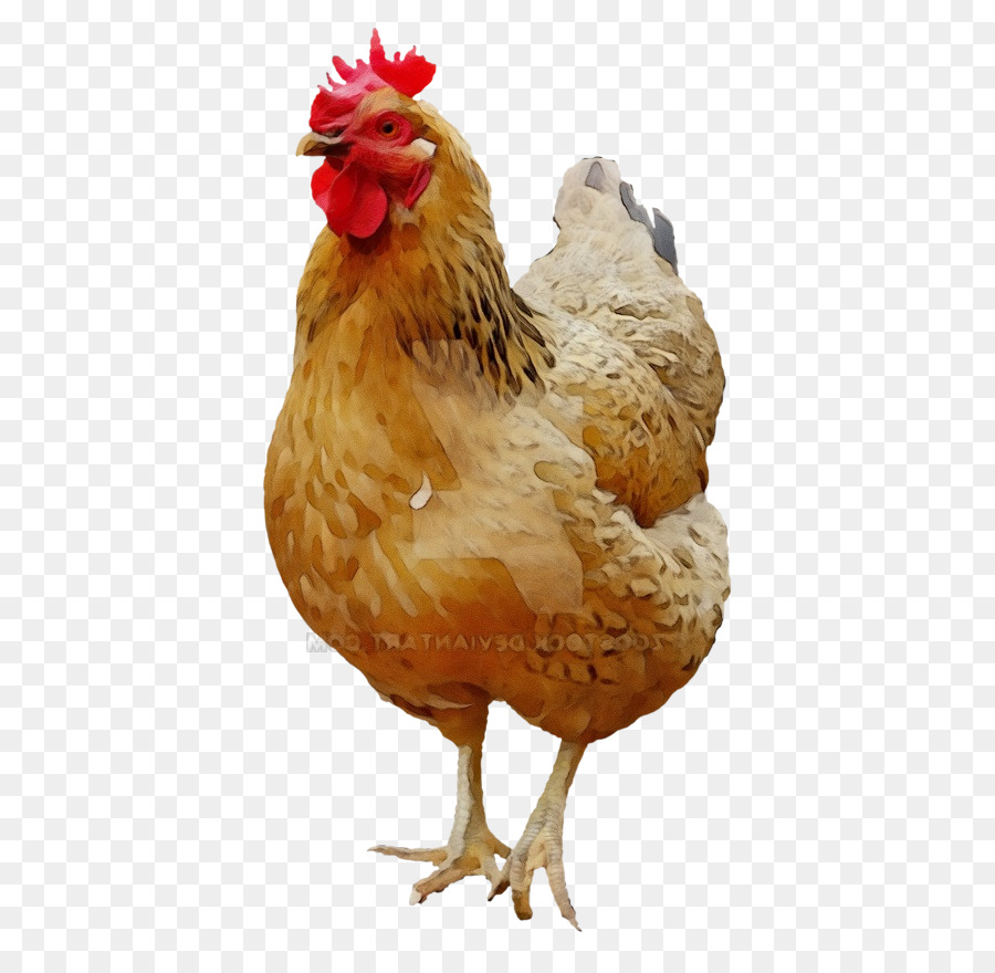 pollo uccello gallo pettine pollame - 