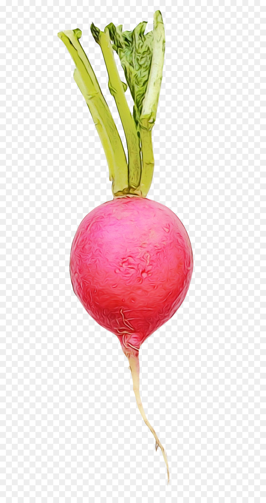 radish beetroot beet turnip vegetable
