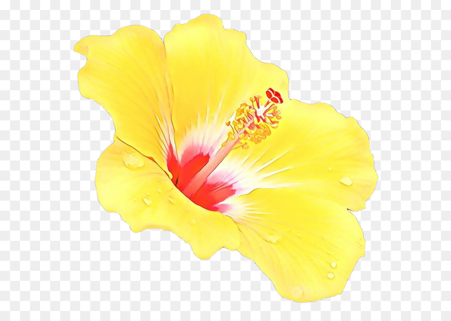 fiore di ibisco petalo giallo ibisco hawaiano - 