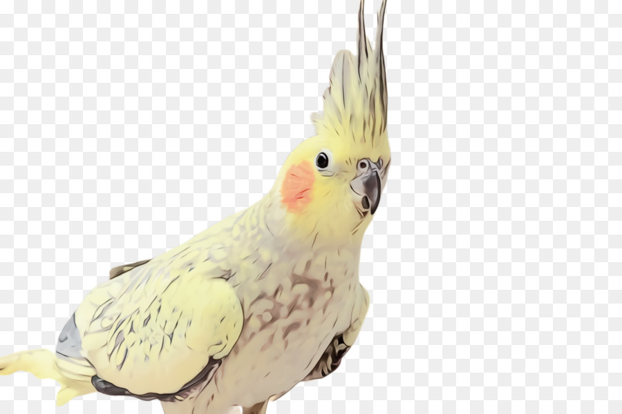 Bird Cockatiel Cockatoo Parrot Sulfur-Crested Cockatoo - 