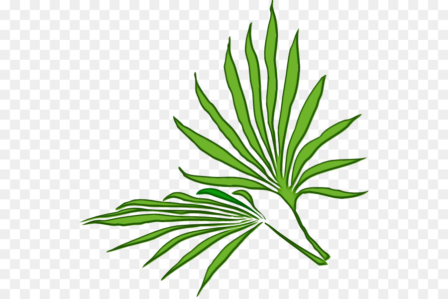 leaf plant flower grass tree