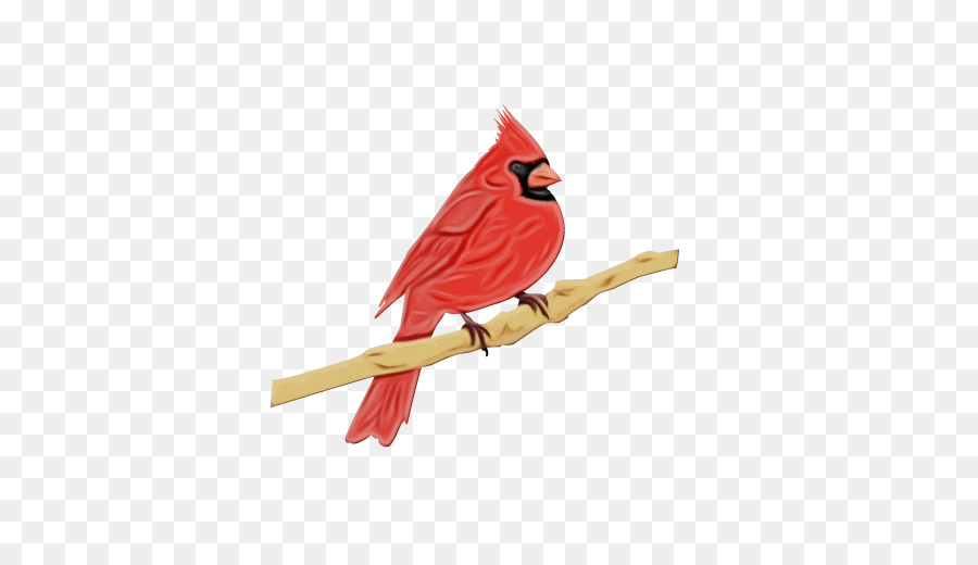 bird cardinal northern cardinal beak songbird