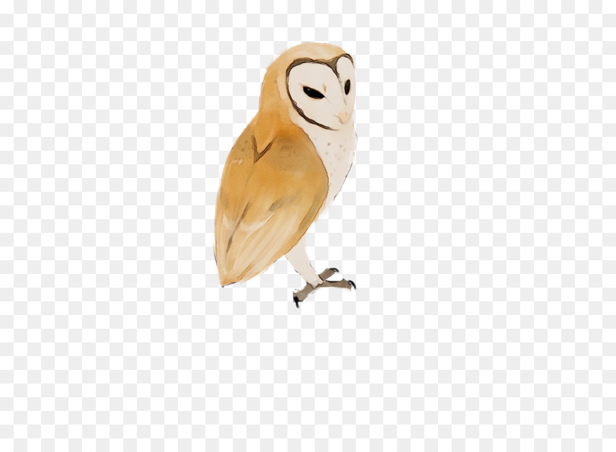 owl bird barn owl bird of prey beak