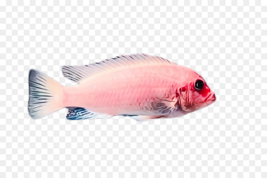 Fischfische rosa Papageienfisch Tilapia - 