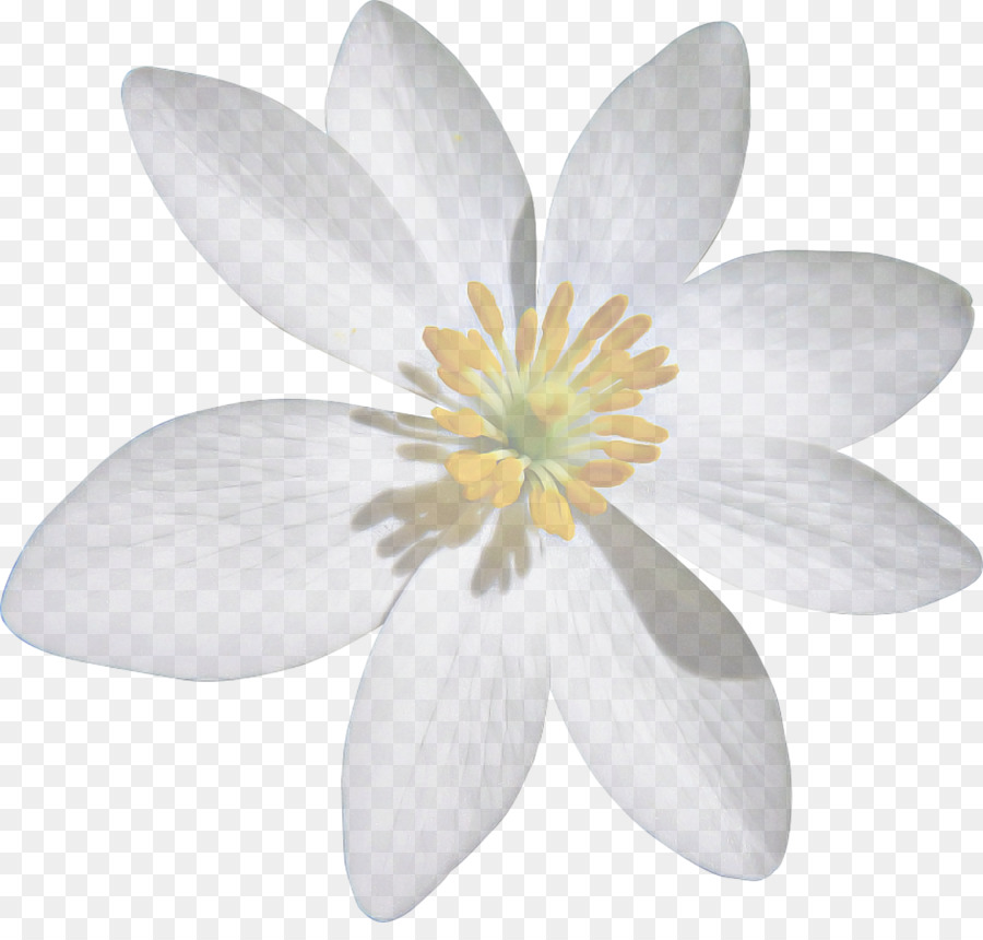 Pianta di fioritura del fiore bianco del petalo - 
