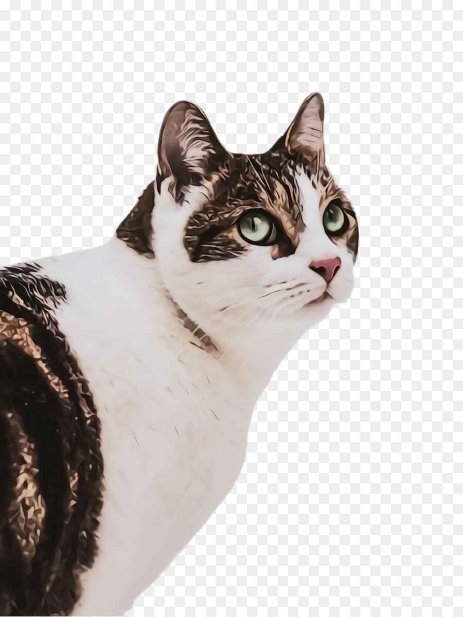 gatto di piccole e medie dimensioni baffi baffi americano tabha cat - 