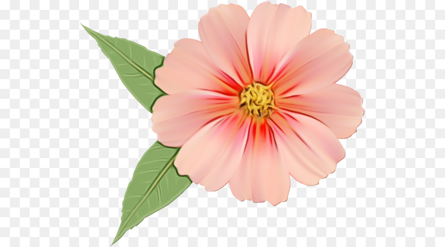 Blume blühende Pflanze Blütenblatt rosa Pflanze - 