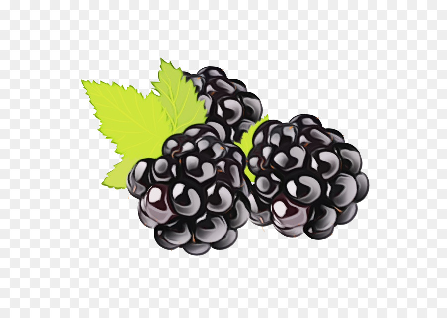Quả nho Blackberry Grapevine Family Berry - 