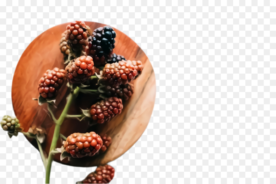 blackberry plant berry fruit tree