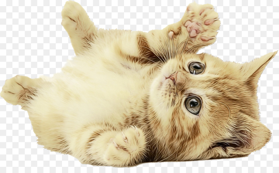 Katze kleine bis mittelgroße Katzen Kätzchen Whiskers Ohr - 