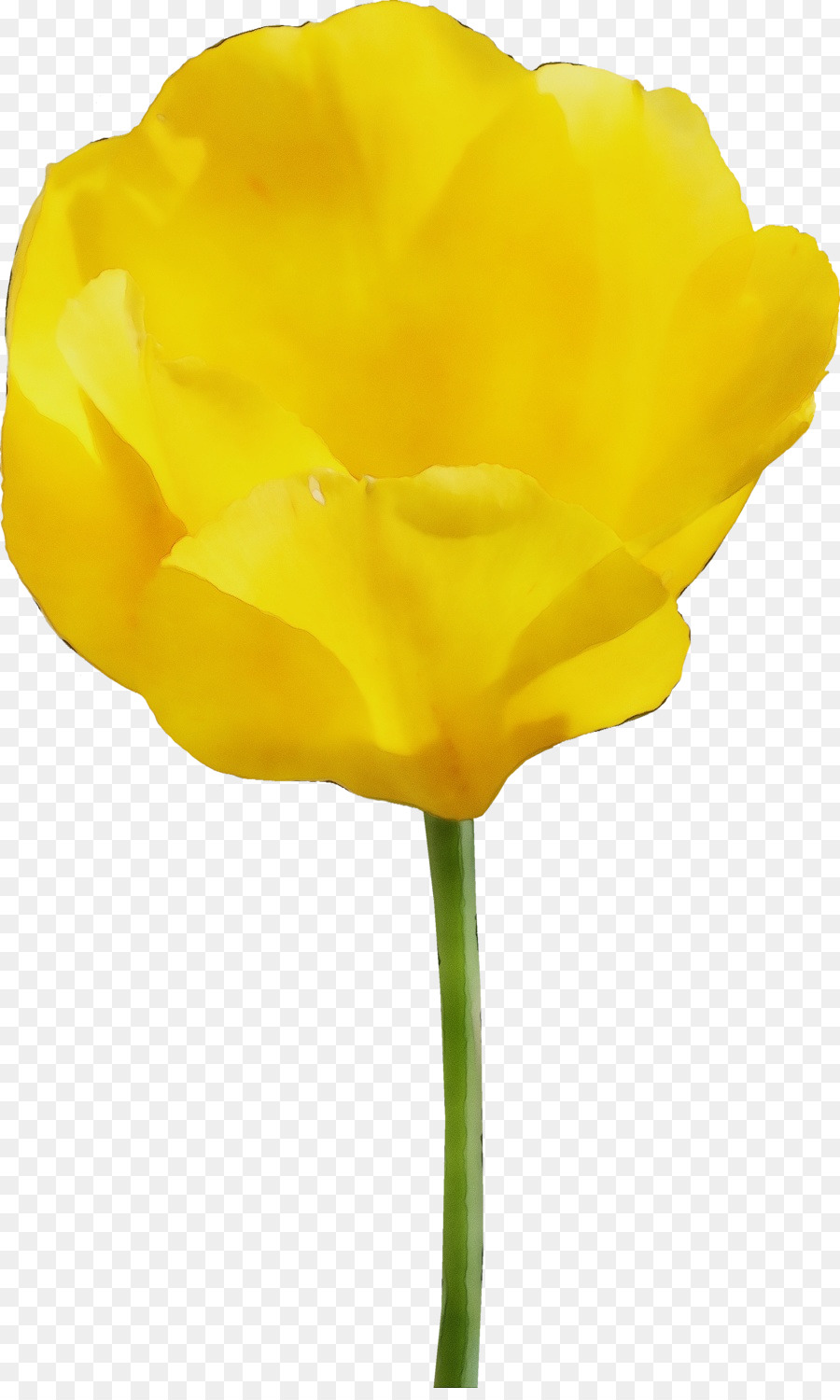 yellow flower petal plant tulip