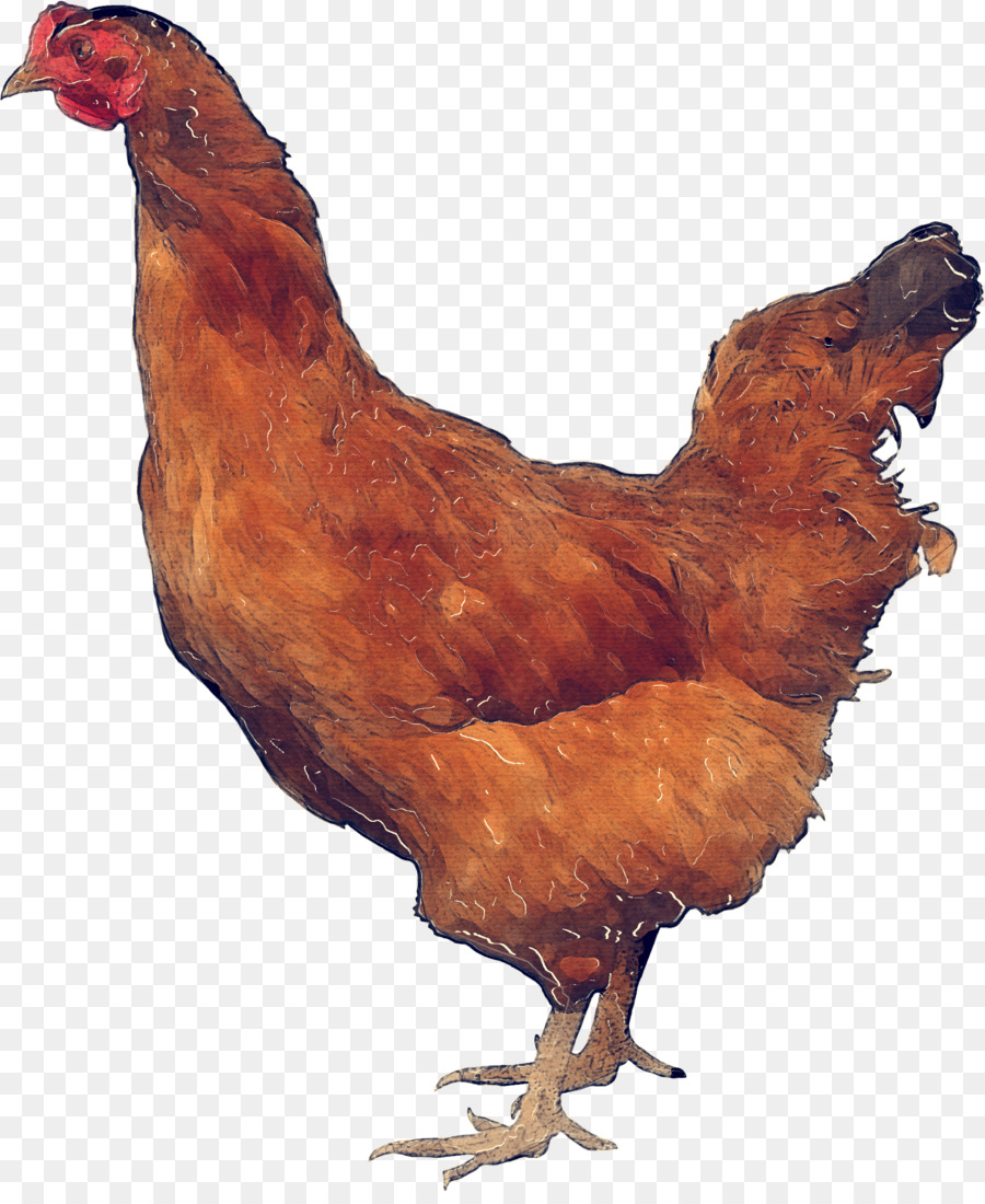 pollo uccello gallo pollo carne pollame - 