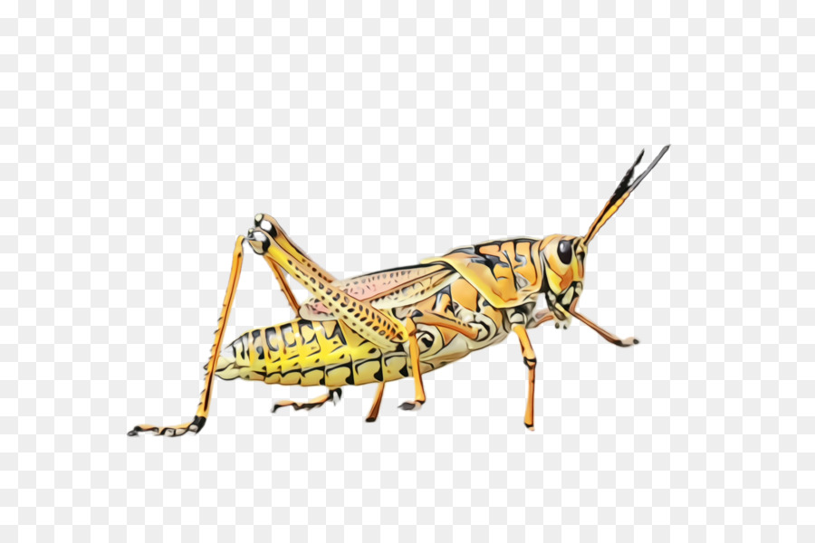 locusta dell'insetto cavalletta insetto simile a cricket - 